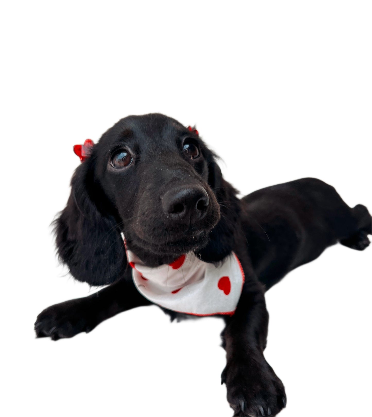 Be my valentine bandana