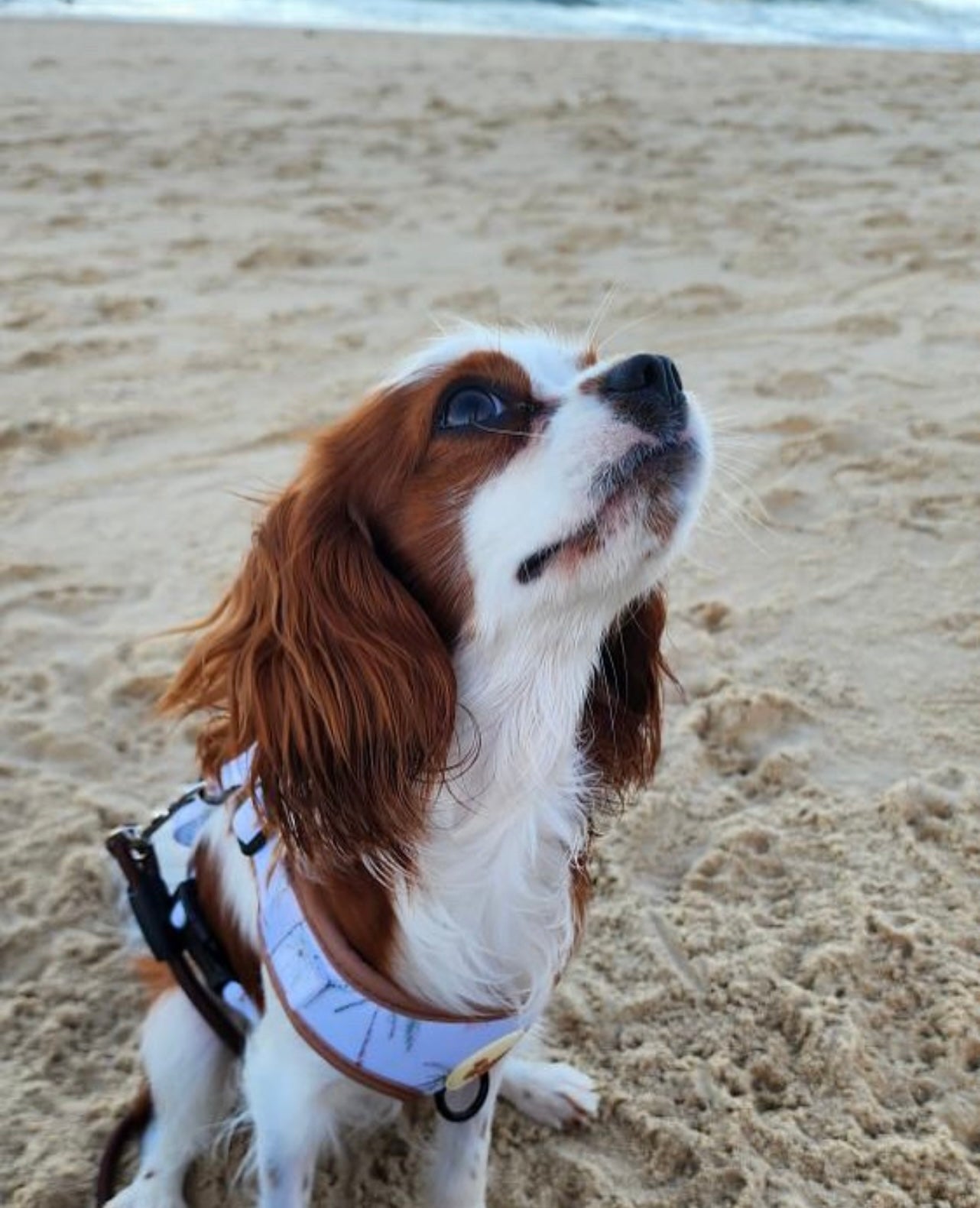 Pooch palms