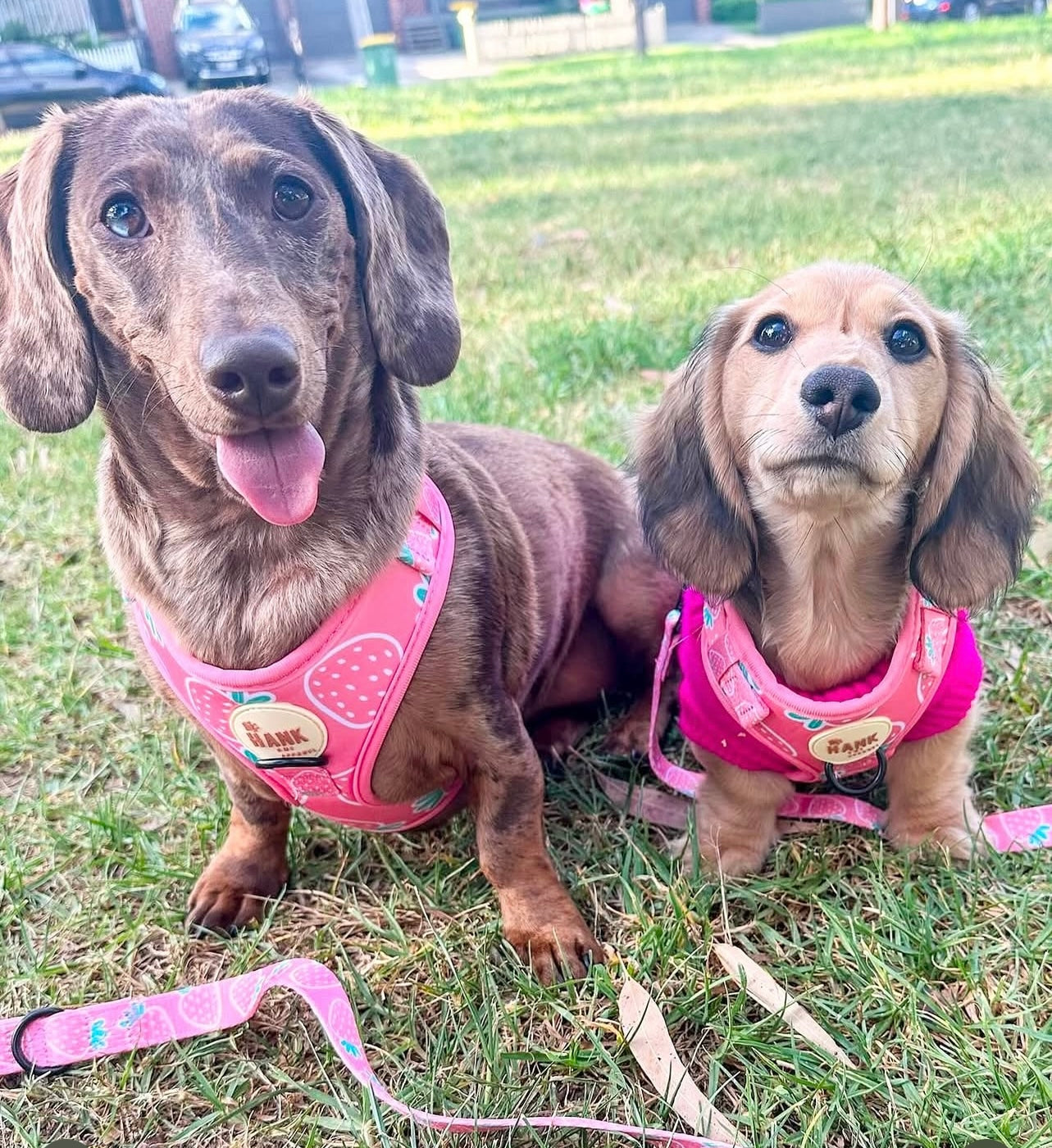 Berry Cute Harness