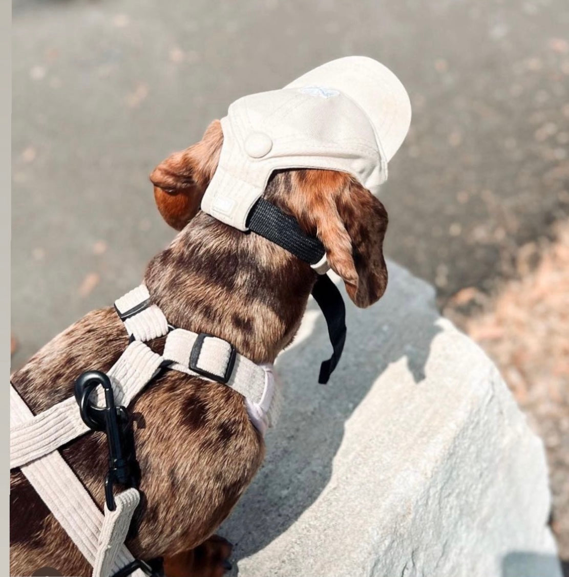 Pet Hat