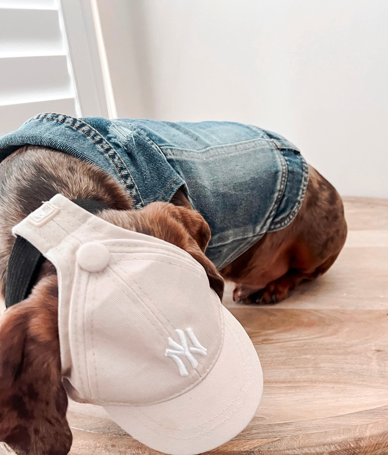 Pet Hat
