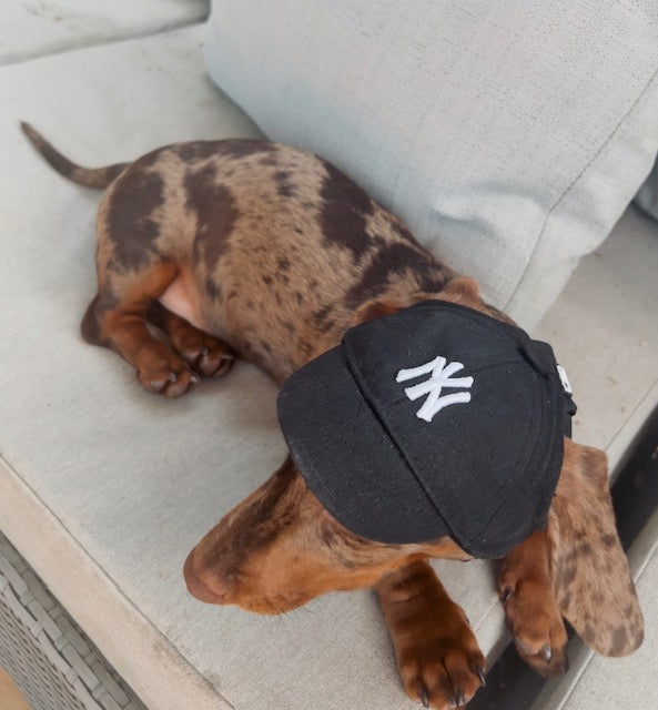 Pet Hat
