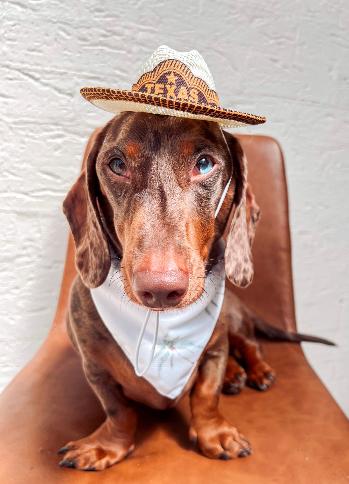 Texas Hat