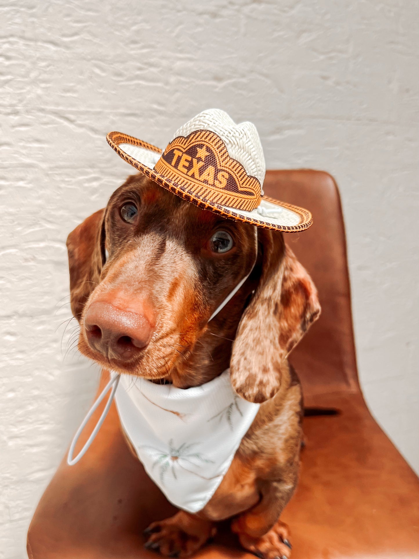 Texas Hat