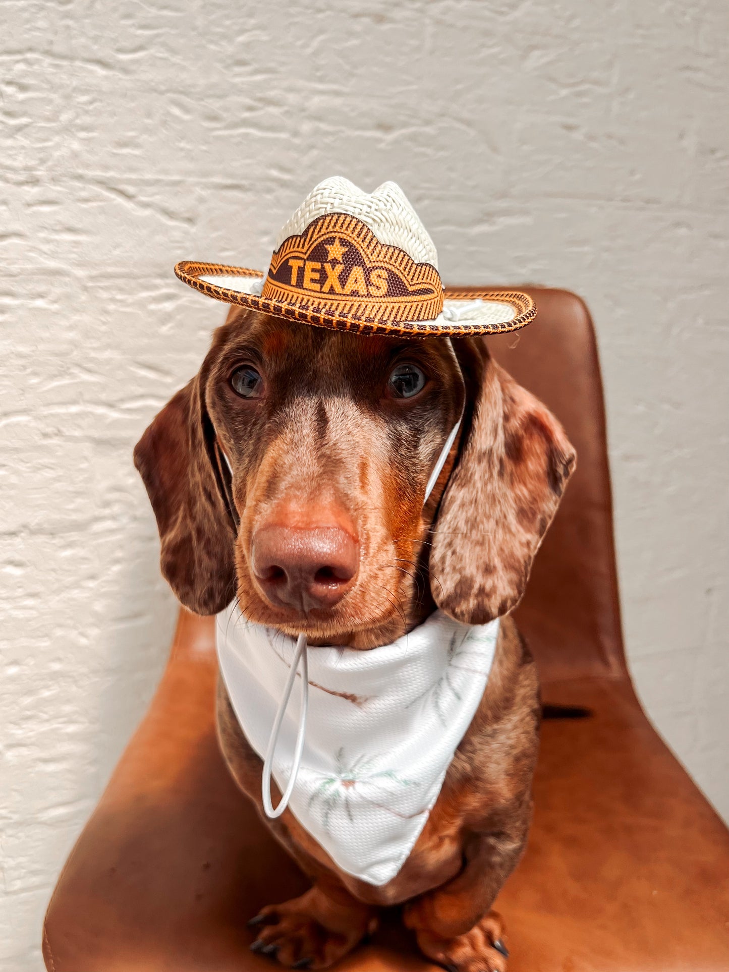 Texas Hat