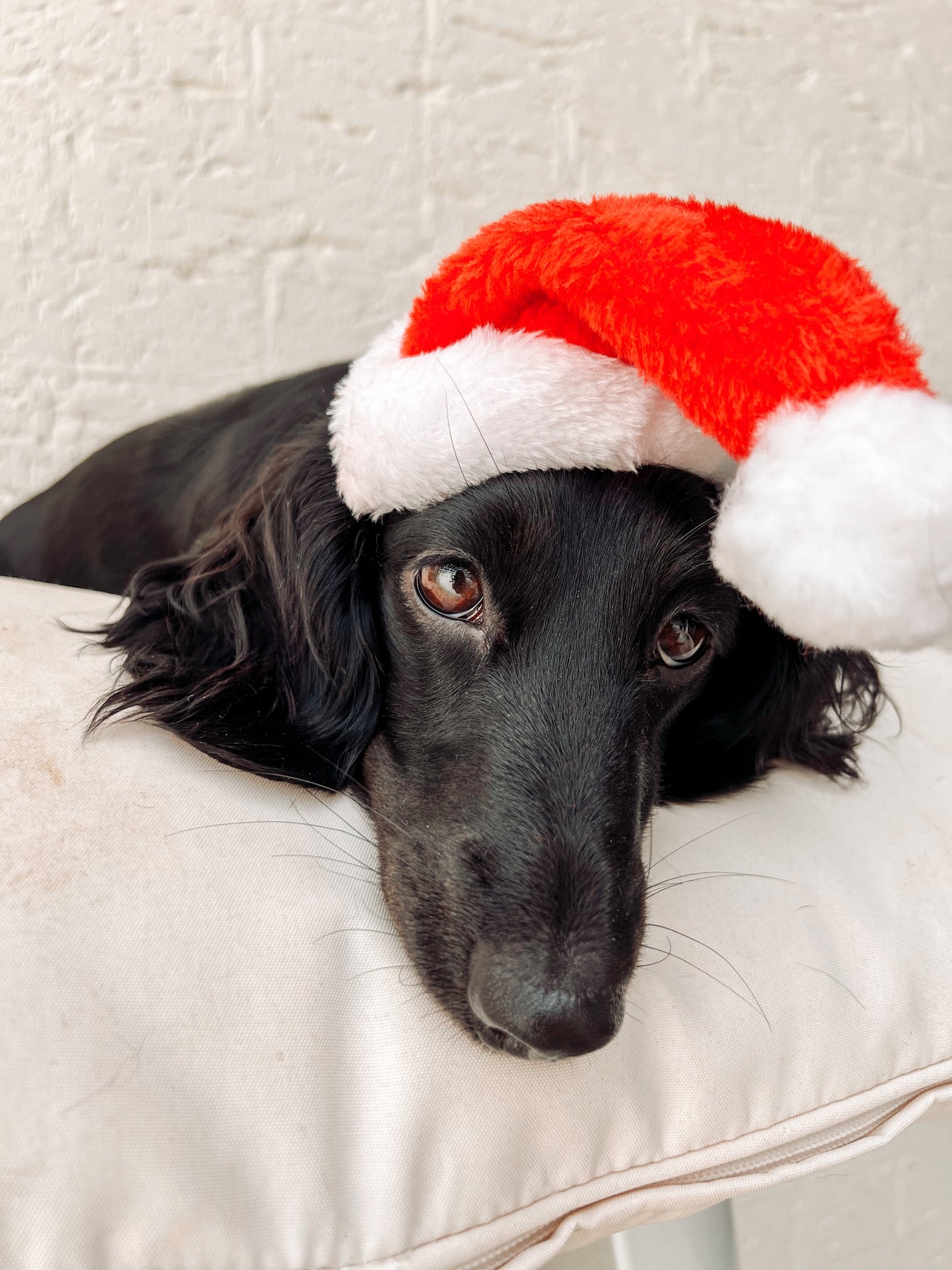 SANTA HATS