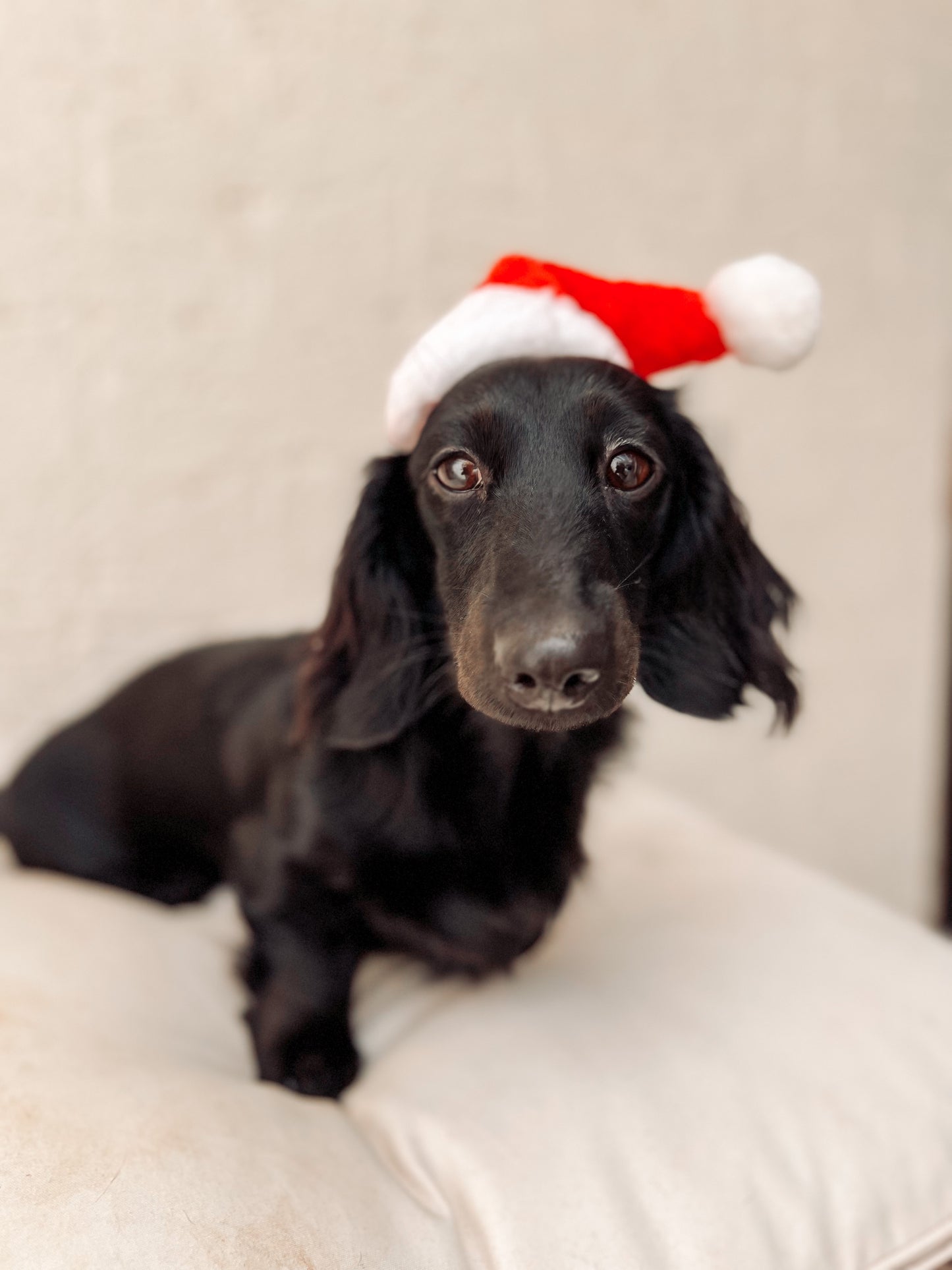 SANTA HATS