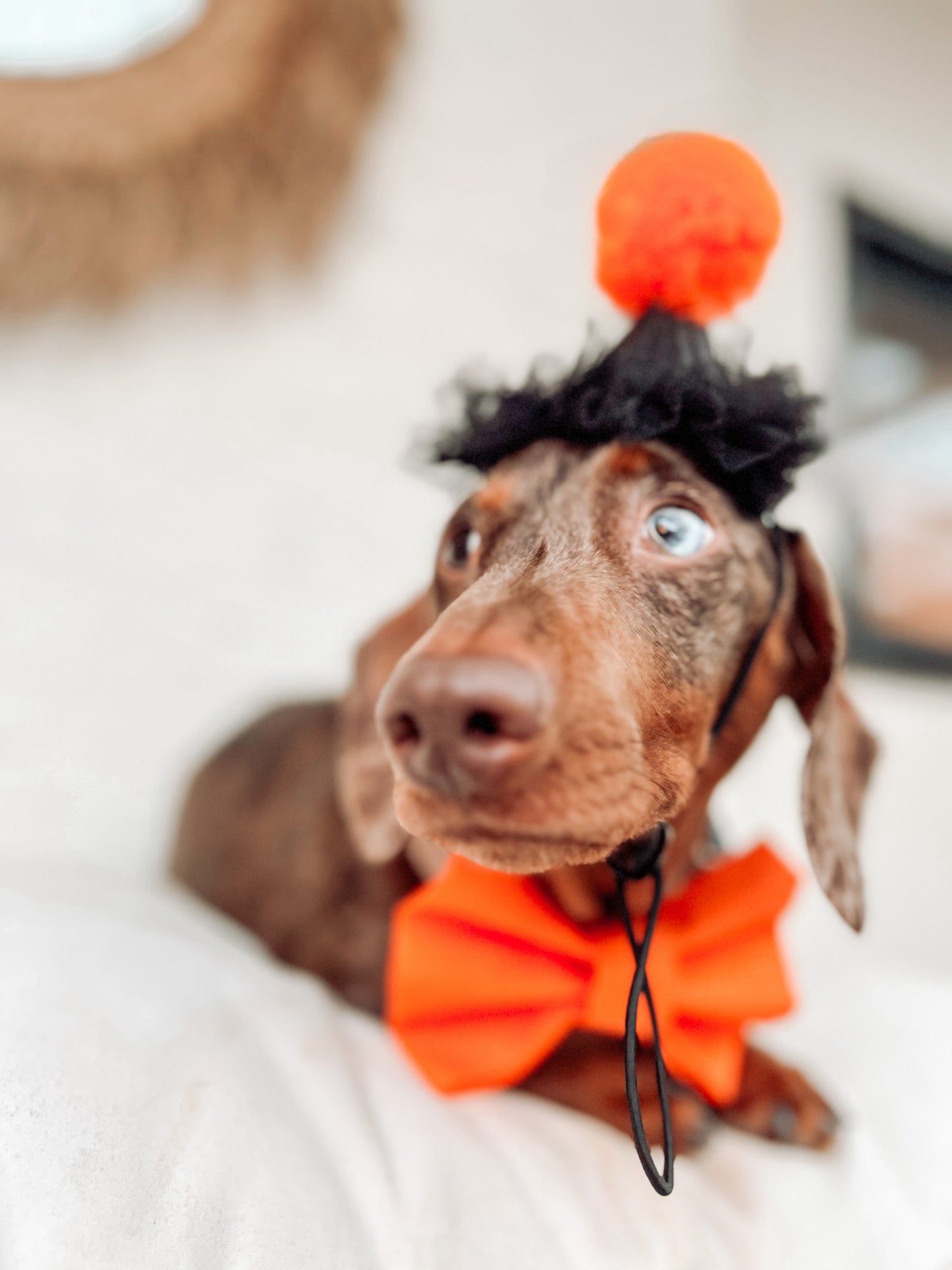 HALLOWEEN HATS