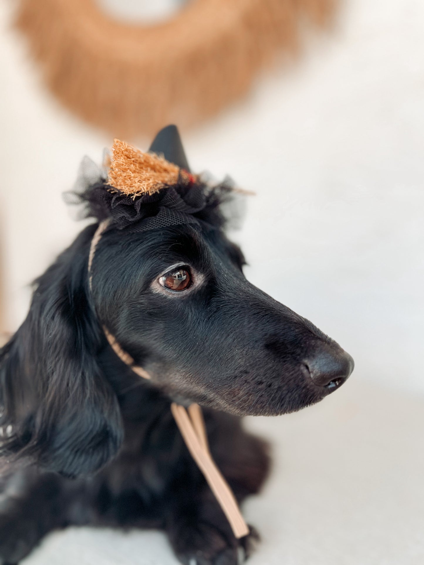 HALLOWEEN HATS