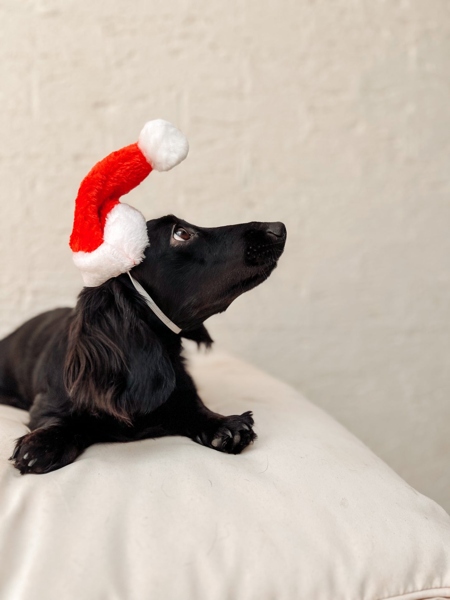 SANTA HATS