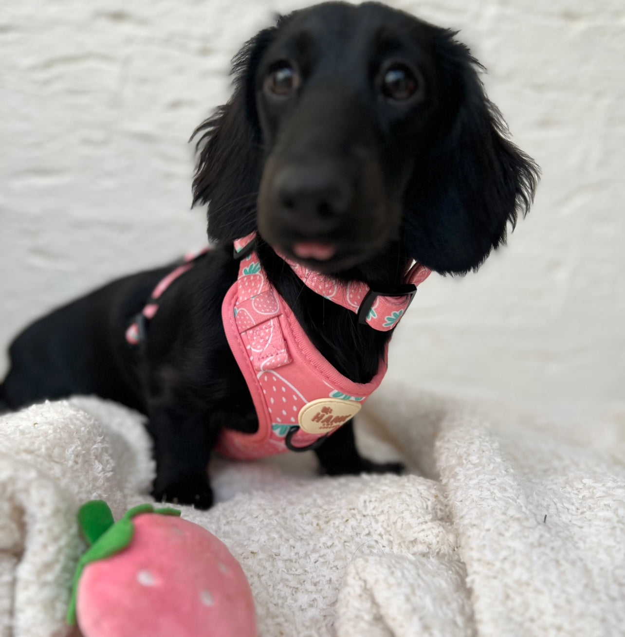 Berry Cute Harness Set