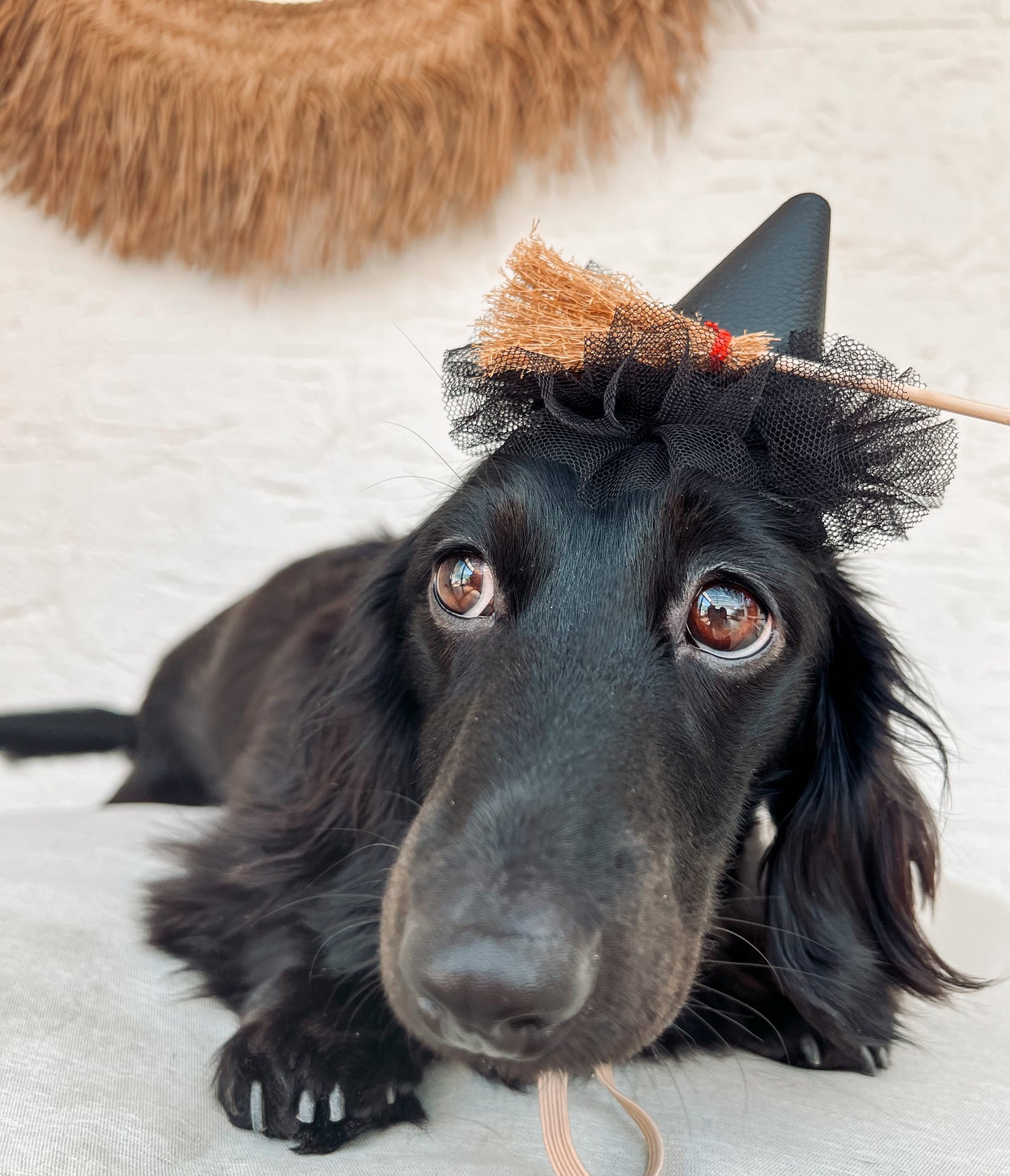 HALLOWEEN HATS