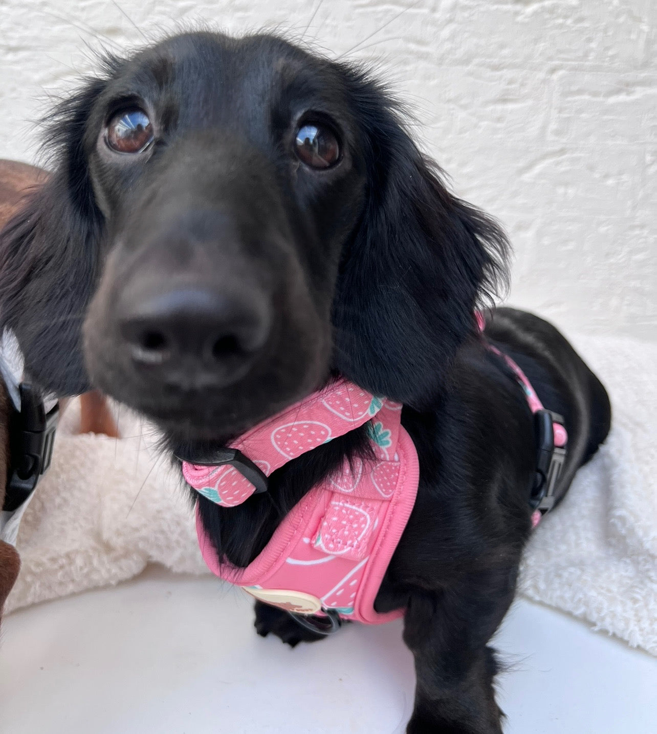 Berry Cute Harness Set