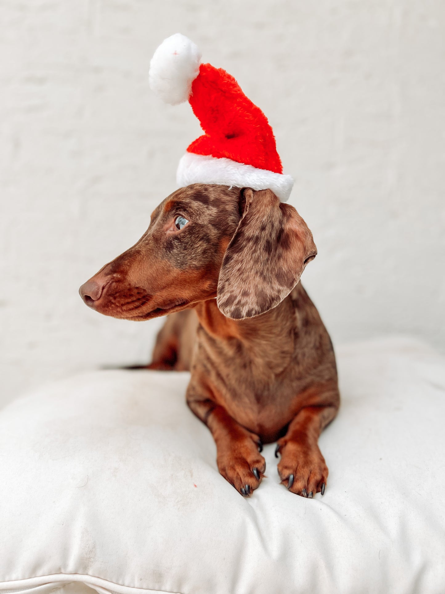 SANTA HATS