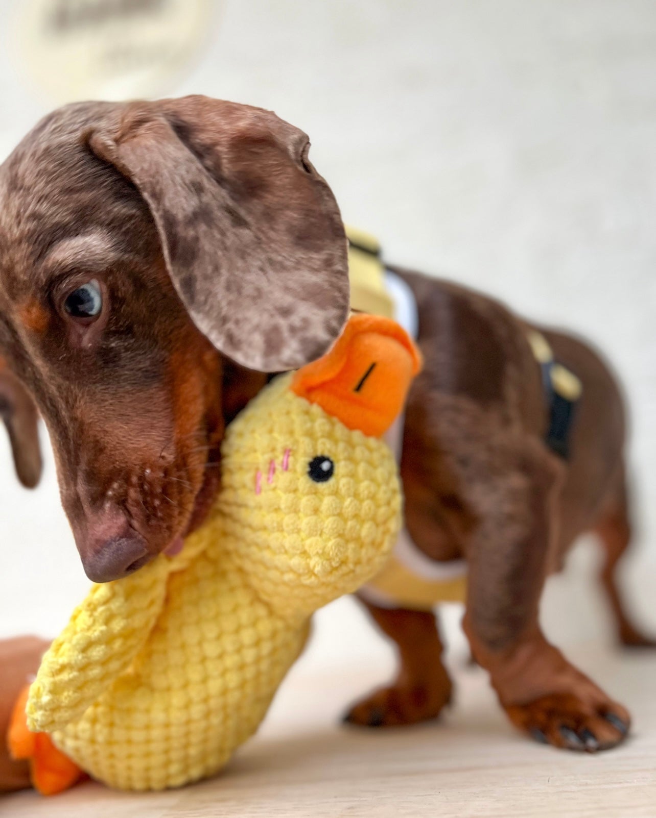 Plush Toys