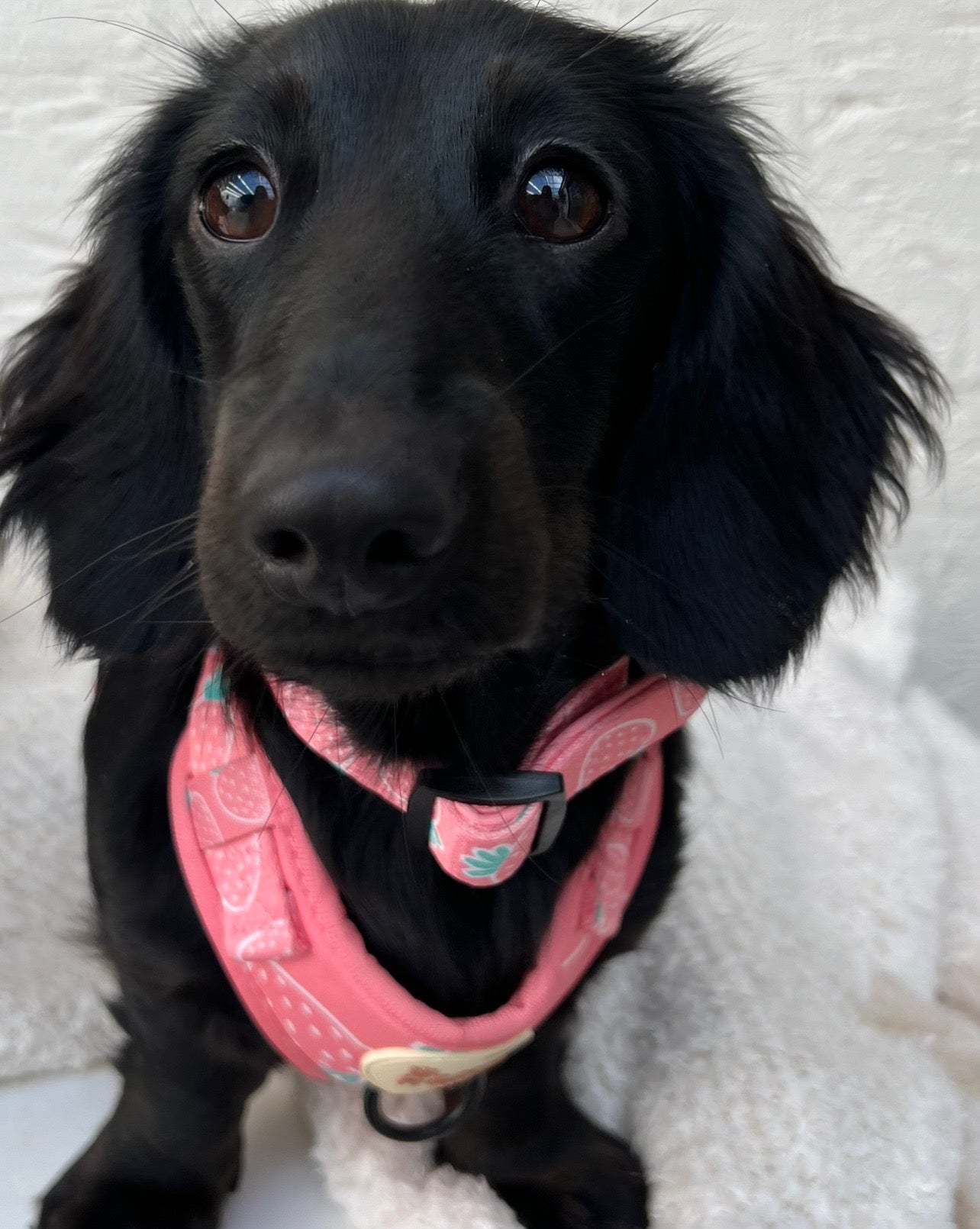 Berry Cute Harness Set