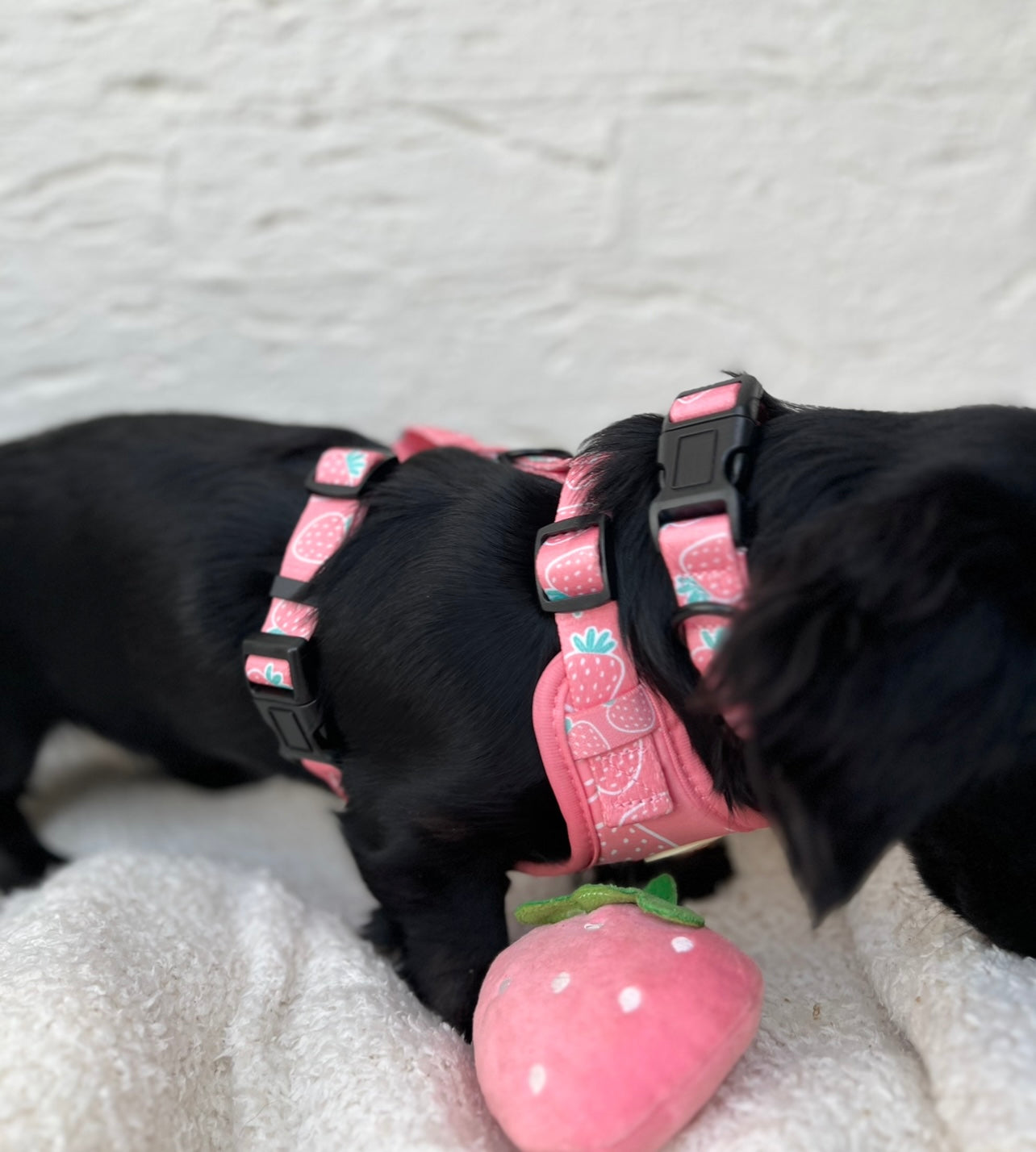 Berry Cute Harness Set