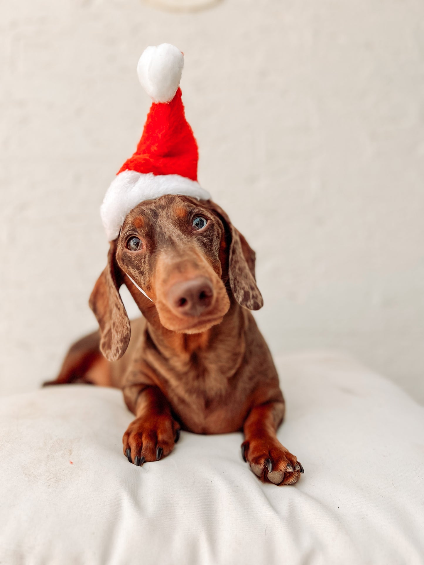 SANTA HATS