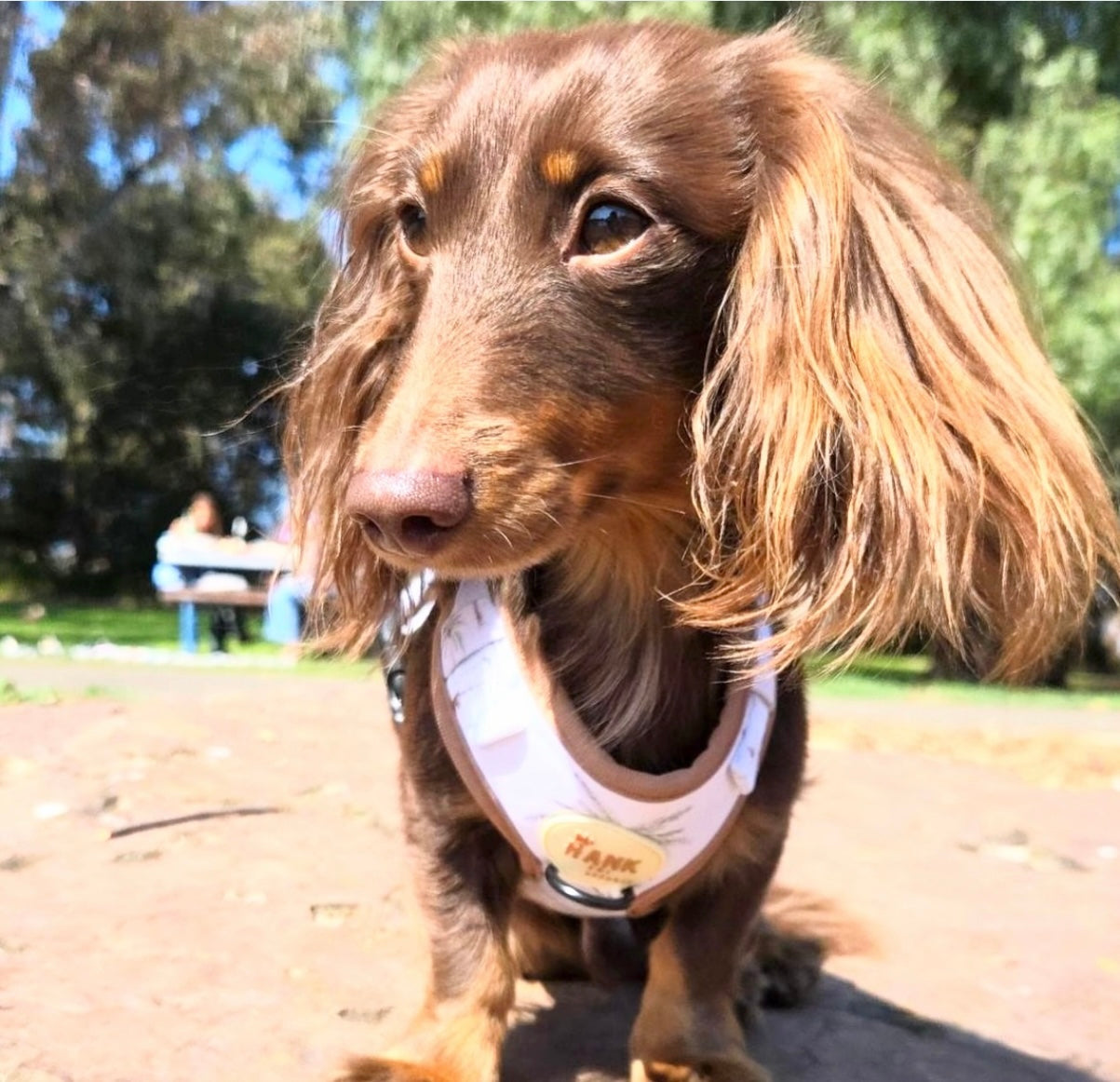 Pooch palms