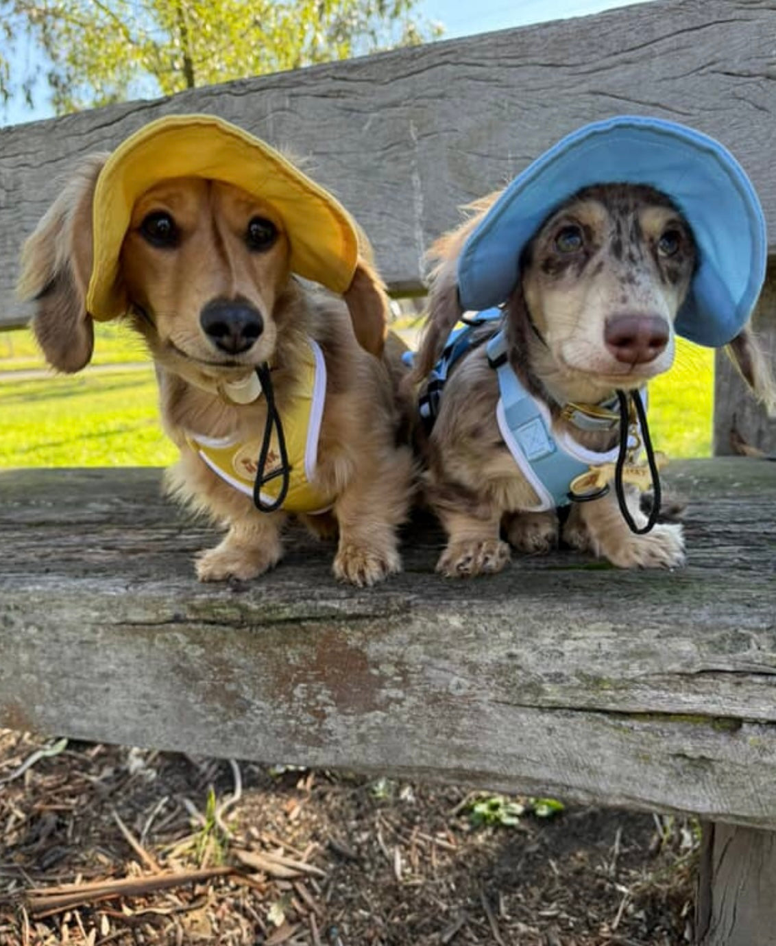 Sorbet Yellow Sky Blue Sets