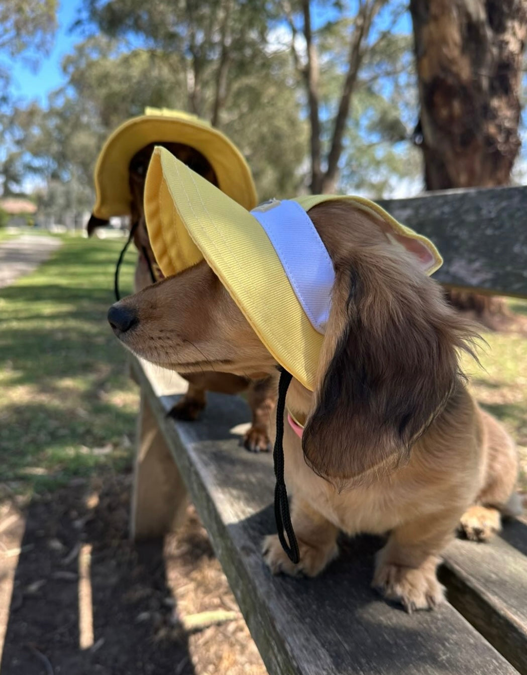 Sorbet Yellow Sky Blue Sets
