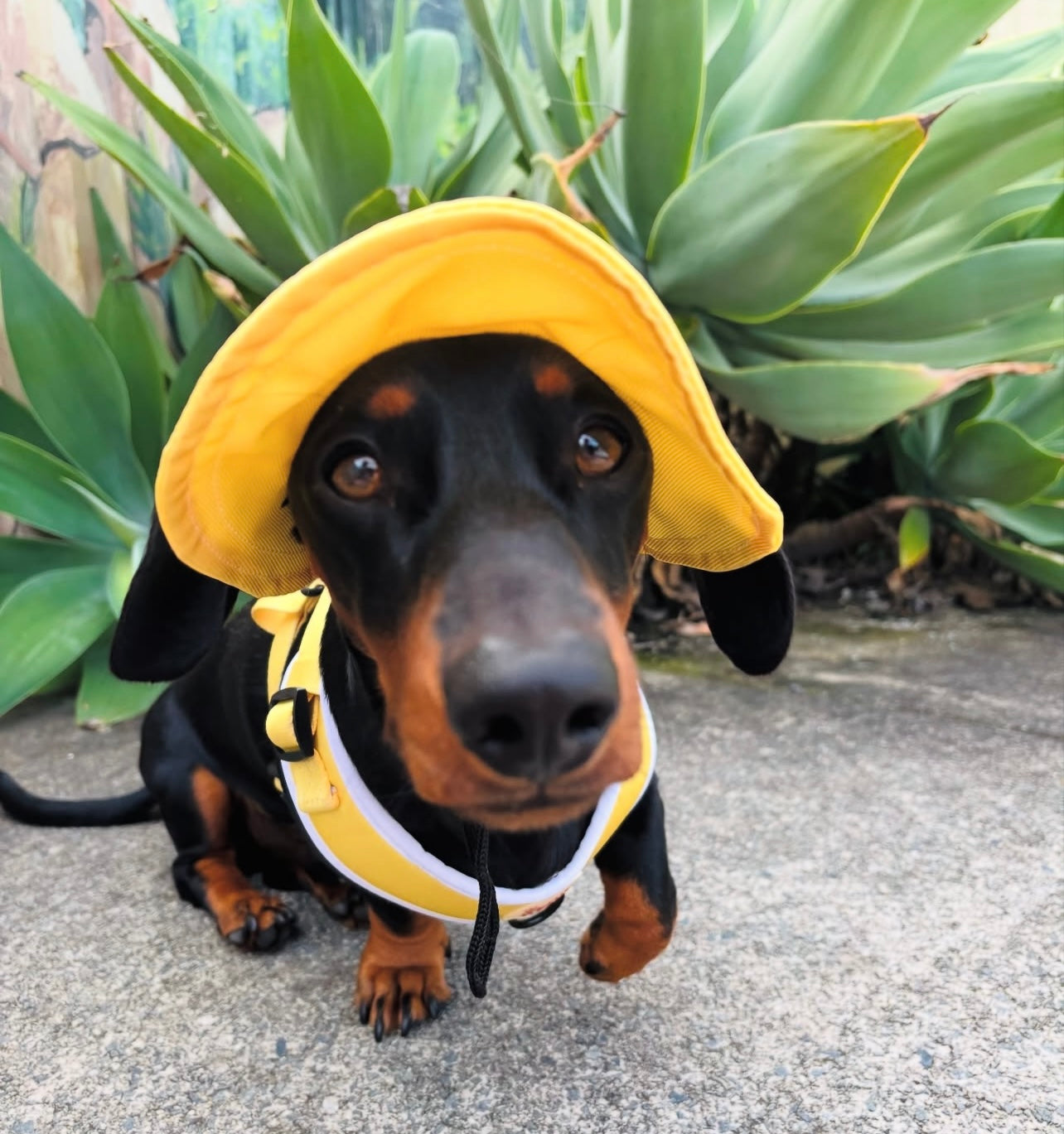 Sorbet Yellow Sky Blue Sets