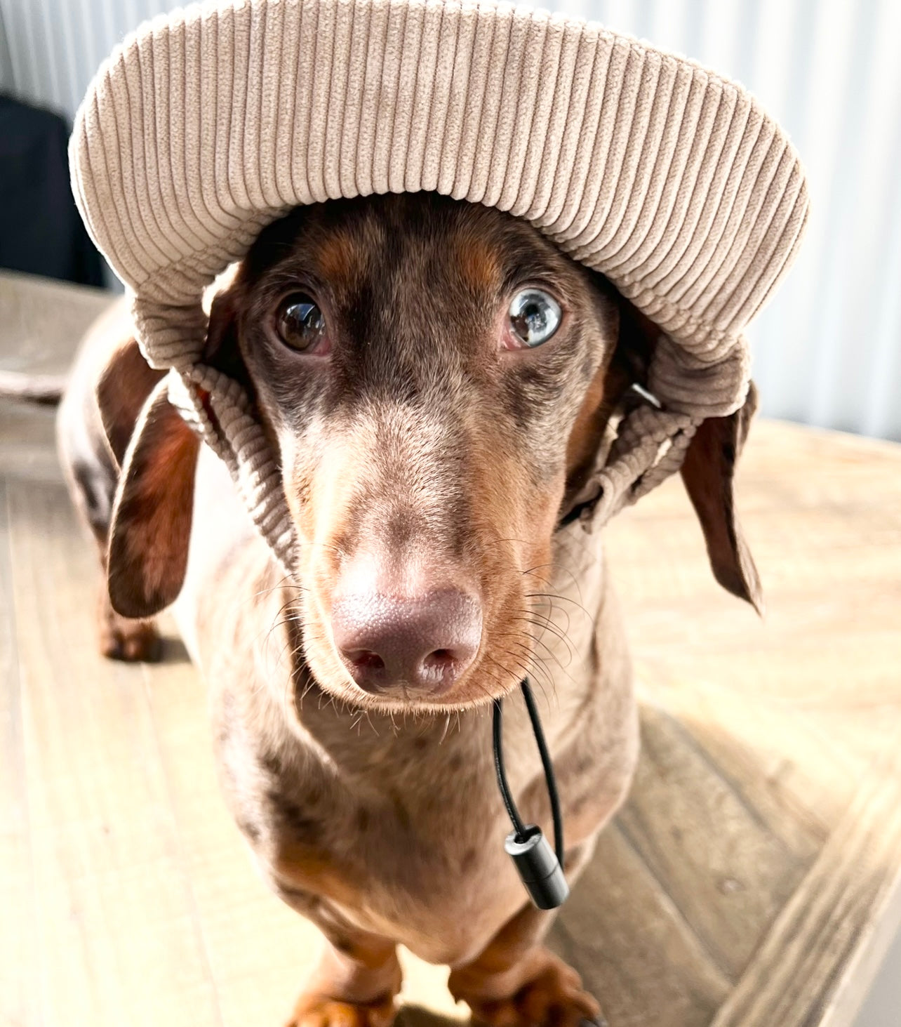 Pet Hat – Hankandmeapparel