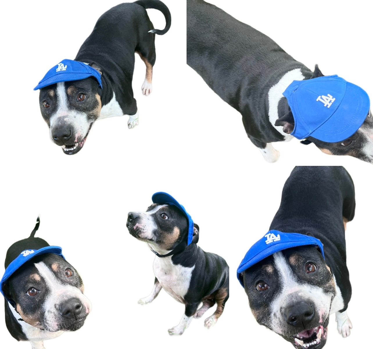 BLUE PET HAT